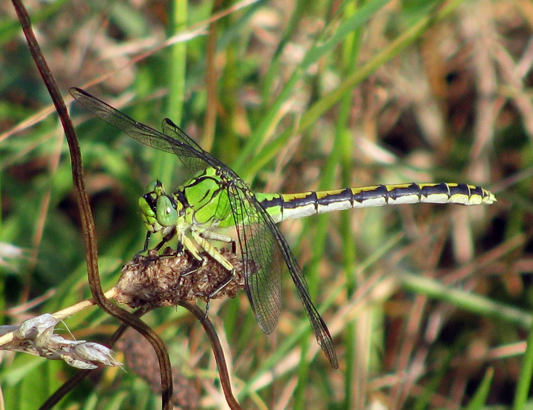 Ophiogomphus cecilia